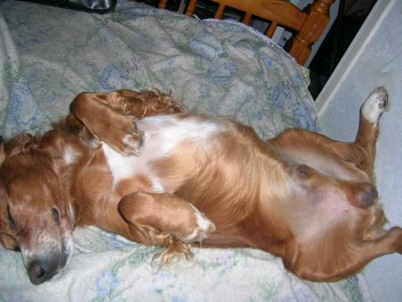 Cigano mon chien qui fais dodo